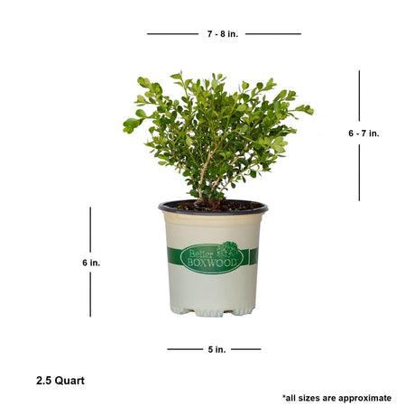 2.5 Quart babylon beauty boxwood for sale online shipped plant dimensions