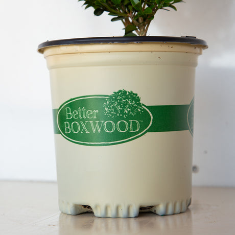 Better Boxwood blight resistant boxwoods container