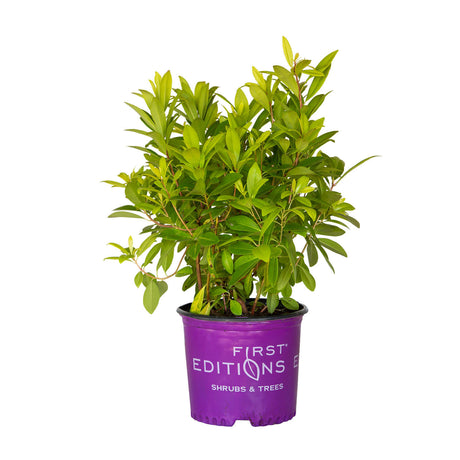 3 gallon bananappeal illicium for sale with bright yellow leaves that in a purple first editions container with white background