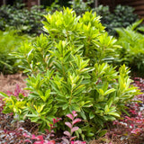 bananappeal illicium small anise tree planted in the landscape