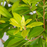 Bright yellow bananappeal illicium leaves closeup