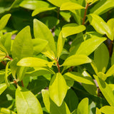 fragrant bananappeal anise tree leaves are bright yellowish green