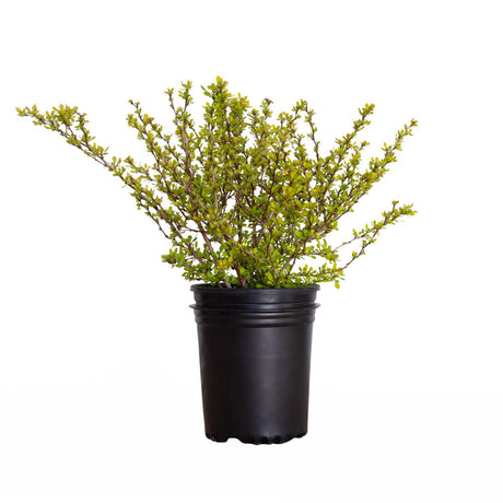 2.5 Quart Golden Barberry for sale with bright yellow leaves and vase like habit in a black nursery pot on a white background