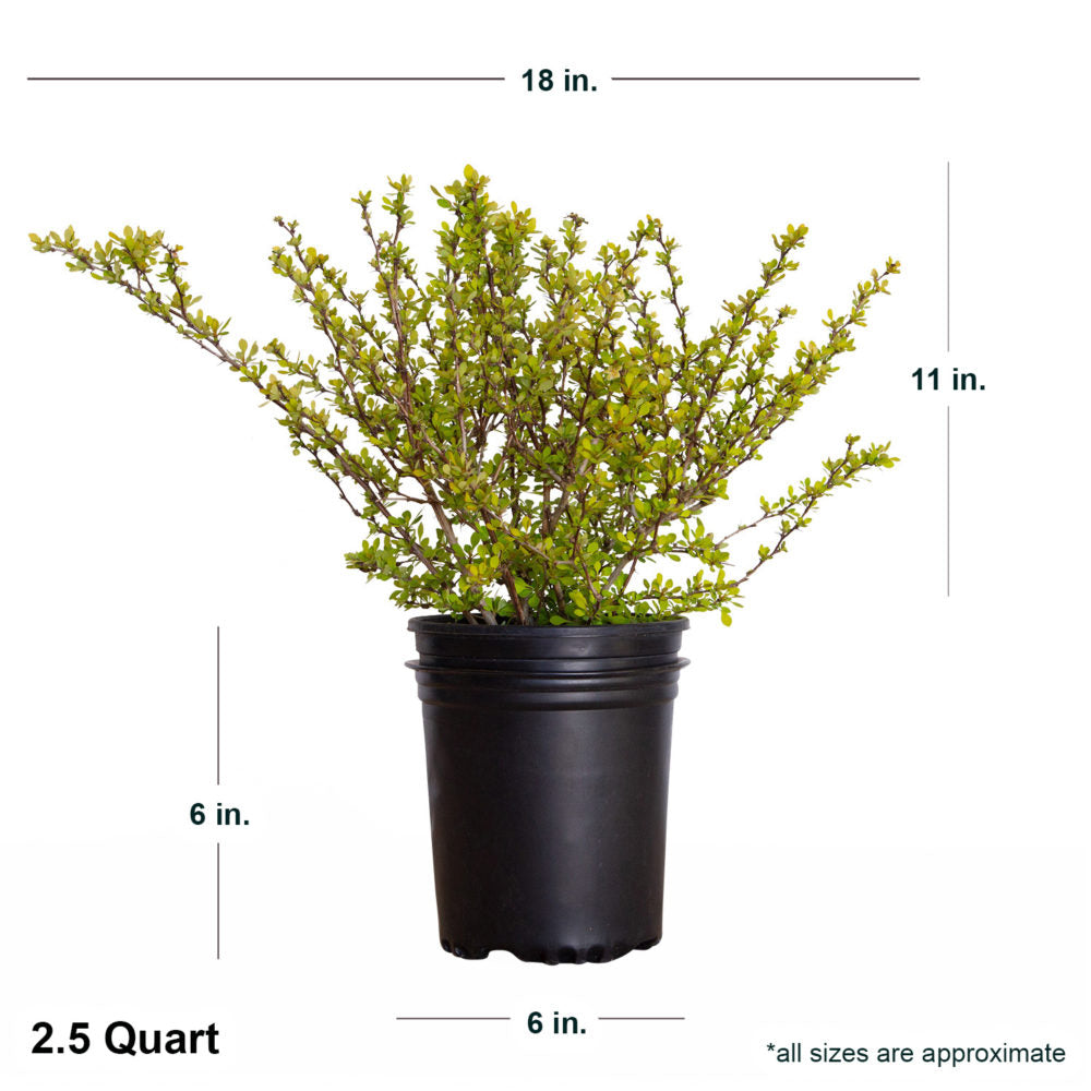 2.5 Quart Barberry Golden in black container showing shipped dimensions. Ships at 11 inches tall by 18 inches wide.