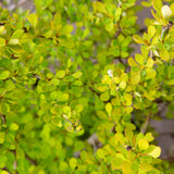 Golden Barberry with bright yellow leaves