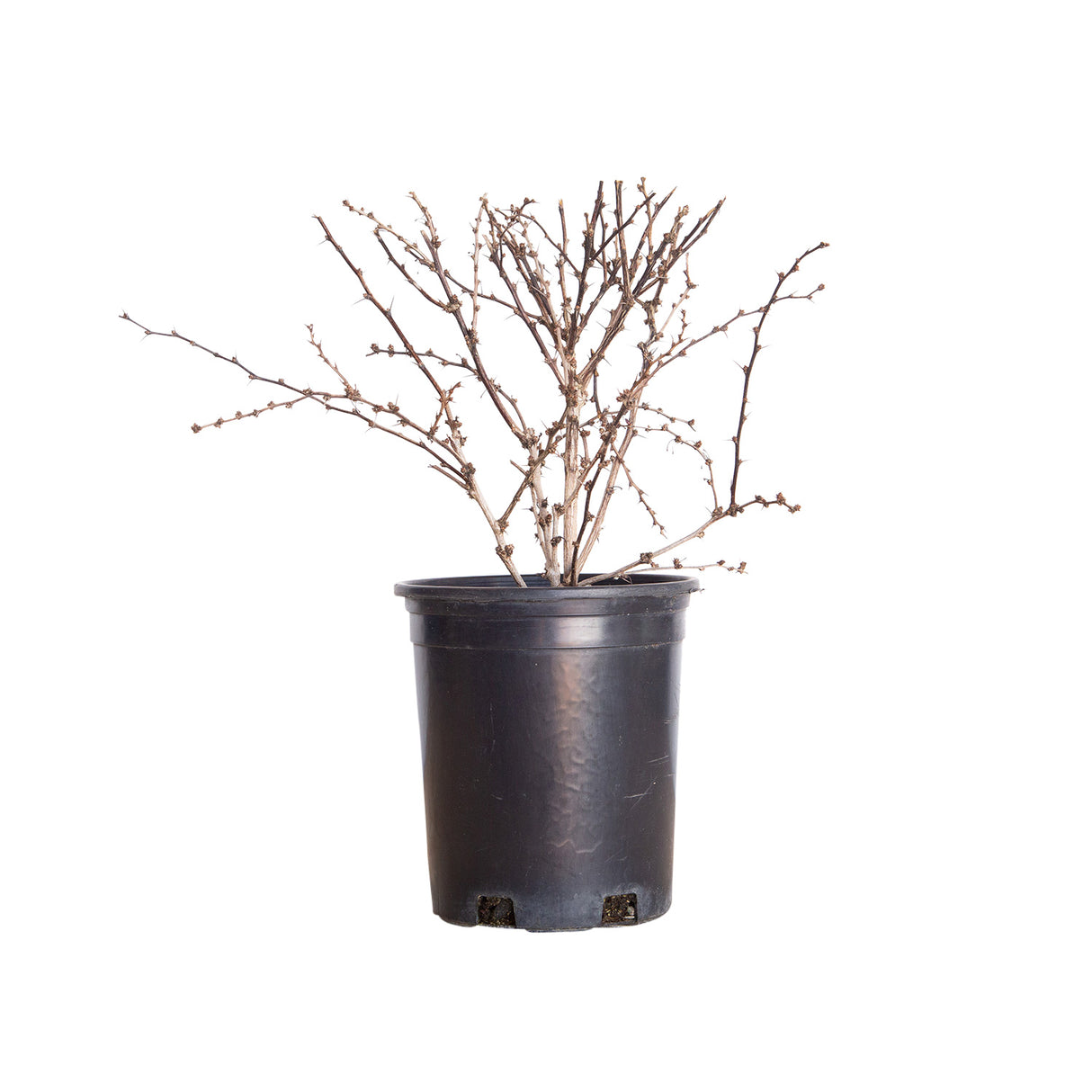 2.5 Quart Rose glow Barberry dormant in black container.
