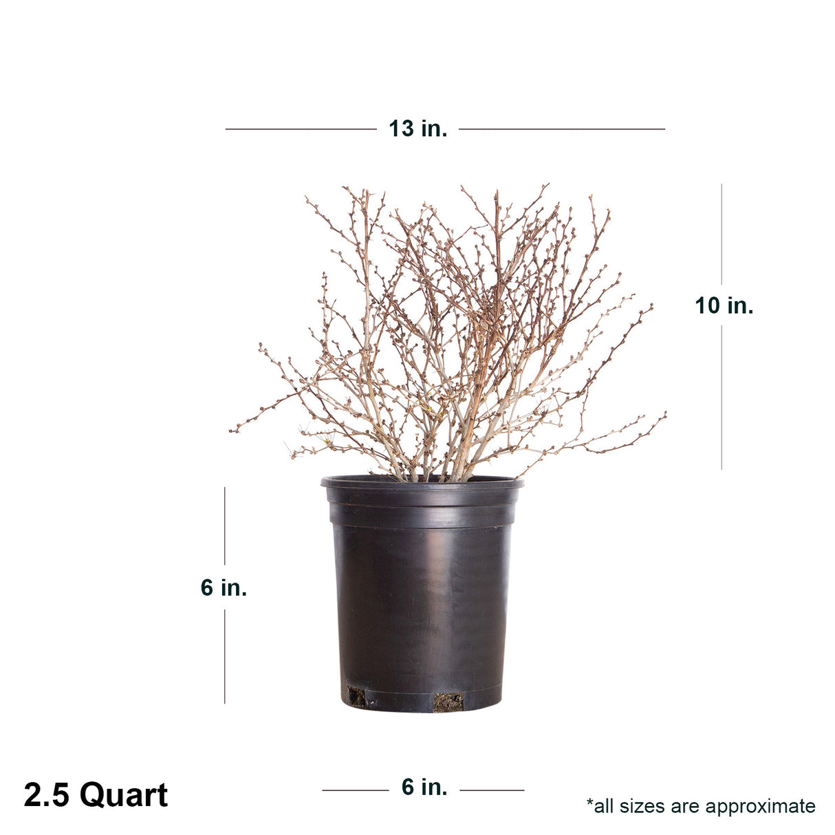 2.5 Quart Rose Glow Barberry dormant in black container showing dimensions.