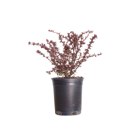 2.5 Quart Rose Glow Barberry for sale with mottled burgundy foliage in a black nursery pot on a white background