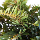 bayou bliss distylium foliage closeup with long green leaves