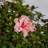 speckled pink and white flower bloom evergreen foliage encore azalea