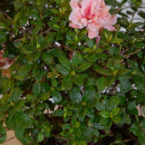 encore belle azalea evergreen shrub pink and white flowers