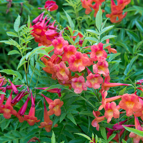 Tecoma Bells of Fire for sale planted in the landscape with bright green foliage and red to orange flowers