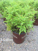 Bells Of Fire Tecoma in 2 Gallon Pot-purchase online