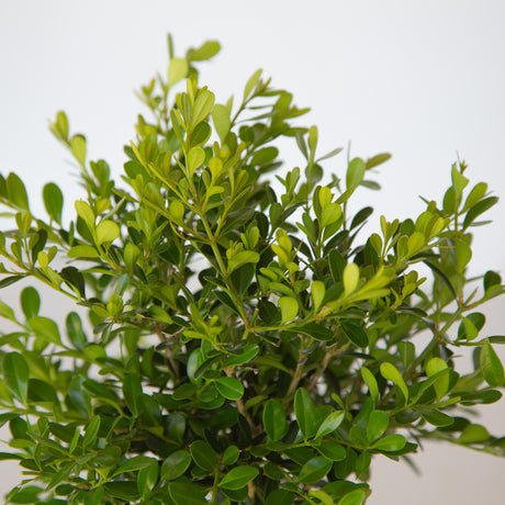 Boxwood Skylight foliage closeup of evergreen shrub