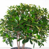 fast growing bigfoot cleyera japonica for sale