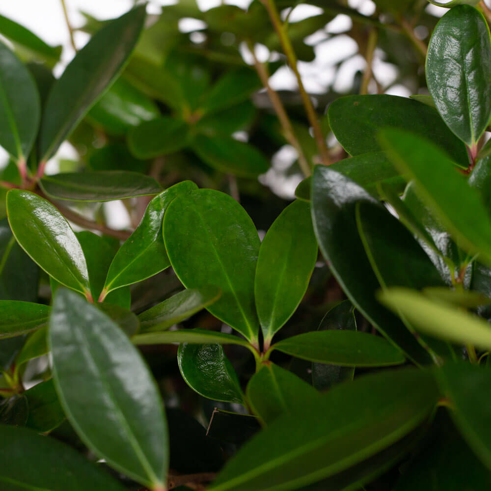 bigfoot cleyera japonica evergreen shrub