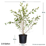 2.4 Gallon River Birch Tree in Black Container with Size dimensions