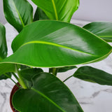 large tropical foliage on Bird of paradise houseplant