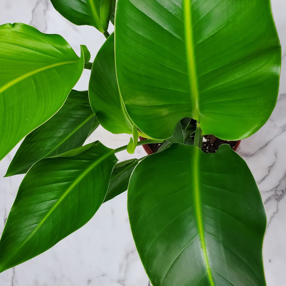 Top down view of bird of paradise large green leaves