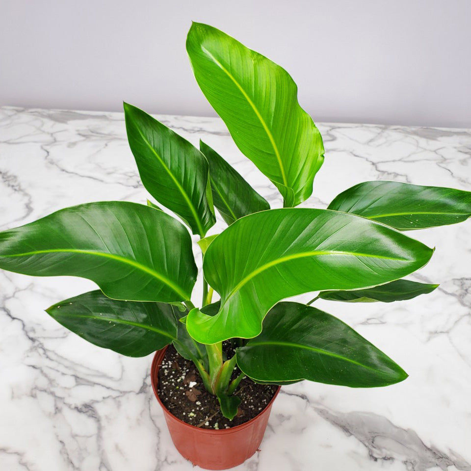 Top down view of the bird of paradise houseplant in an orange nursery pot with large tropical foliage