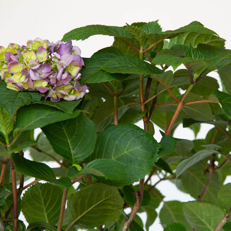 blue purple red hydrangea bloomstruck change color