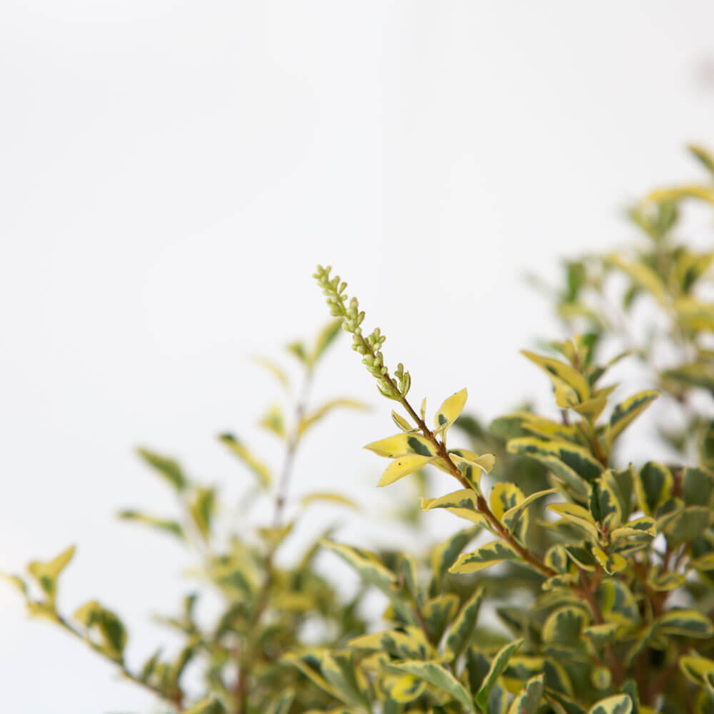 variegated ligustrum privet shrub green and creamy-white variegated leaves for sale