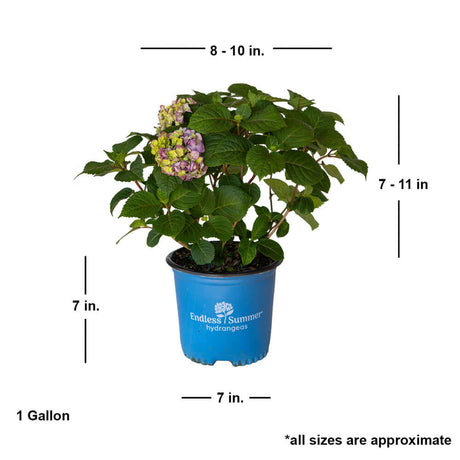 1 gallon Bloomstruck hydrangea for sale with shipped plant dimensions. This plant ships at 7-11 inches tall by 8-10 inches wide