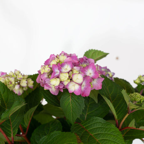 Endless Summer Bloomstruck Hydrangea flower pink with white center and large green leaves