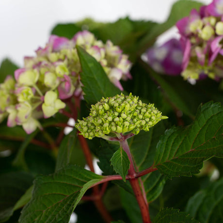 bloomstruck hydrangea bud surrounded by new pink and white flowers