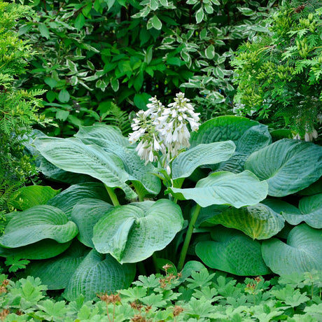 blue angel hosta with white blooms on blue green foliage