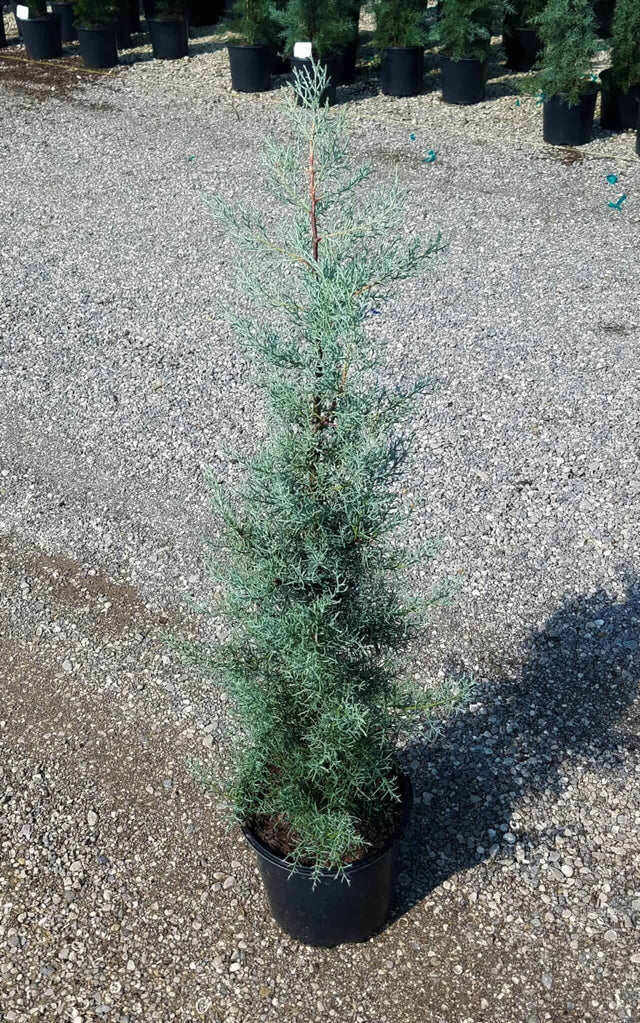 Blue Ice Cypress piney scent