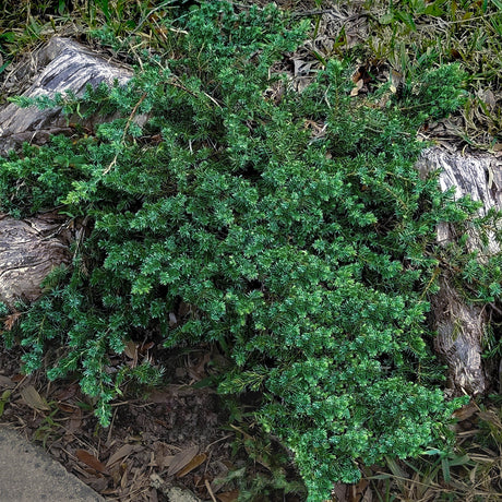 Blue Pacific Juniper landscape - groundcover juniper