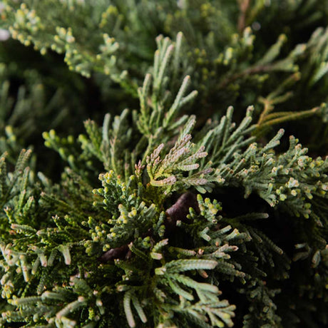 blue rug juniper needle like foliage