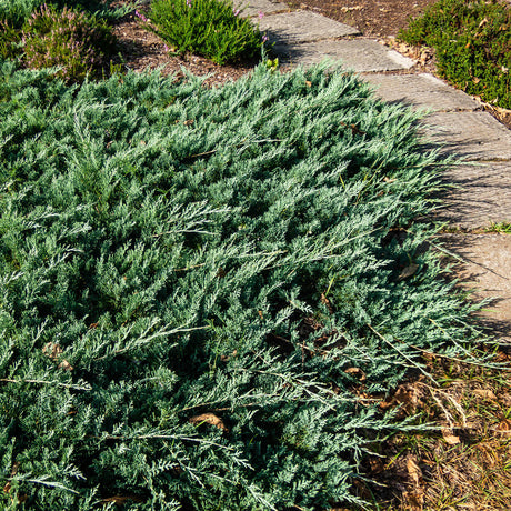 low growing Blue Rug Juniper in a landscape next to stepping stones