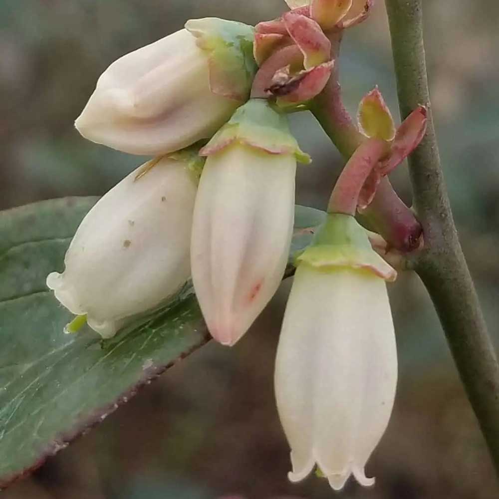 White Bellshaped Blueberry Bush Blooms in early Spring