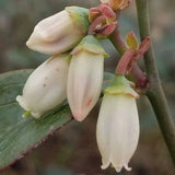 White Bellshaped Blueberry Bush Blooms in early Spring