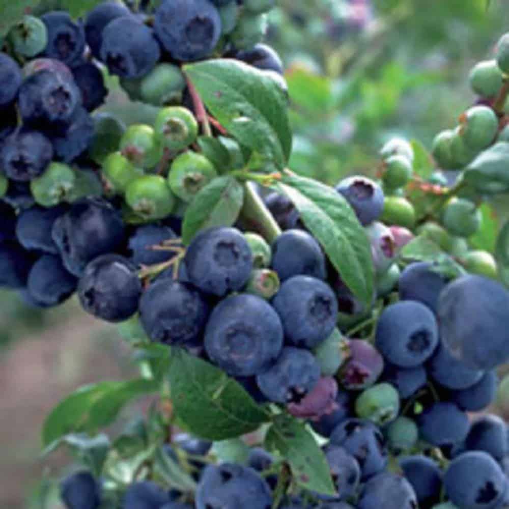 Blueberry fruit on a premier blueberry bush