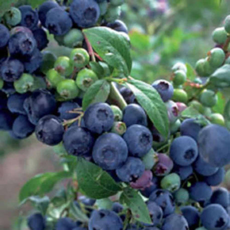 Blueberry fruit on a premier blueberry bush