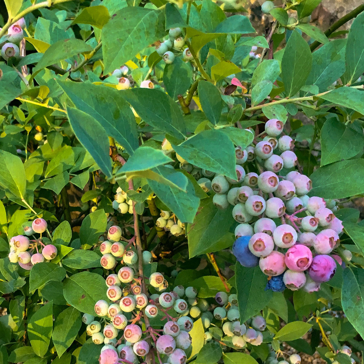 rabbit eye blueberry fruit bearing bush lush green foliage