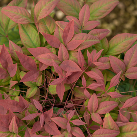 Red and green foliage on the blush pink nandina from southern living plants