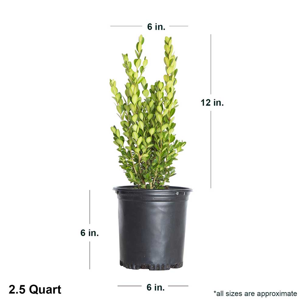 2.5 Quart wintergreen dimensions. This boxwood shrub is about 6" wide and 12" tall when shipped.