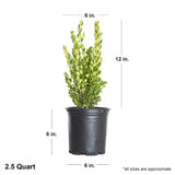 2.5 Quart wintergreen boxwood dimensions. This boxwood shrub is about 6" wide and 12" tall when shipped.