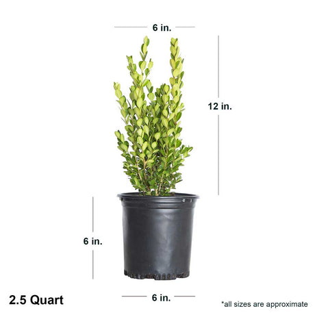 2.5 Quart wintergreen boxwood dimensions. This boxwood shrub is about 6" wide and 12" tall when shipped.