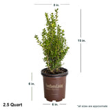 2.5 Quart Winterstar Boxwood in brown southern living container showing dimensions.