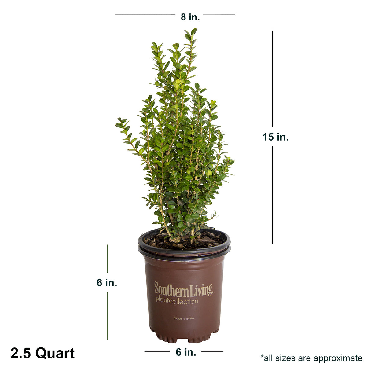 2.5 Quart Winterstar Boxwood in brown southern living container showing shipped dimensions. Ships at approx 15 inches tall by 8 inches wide