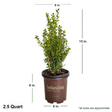 2.5 Quart Winterstar Boxwood in brown southern living container showing shipped dimensions. Ships at approx 15 inches tall by 8 inches wide