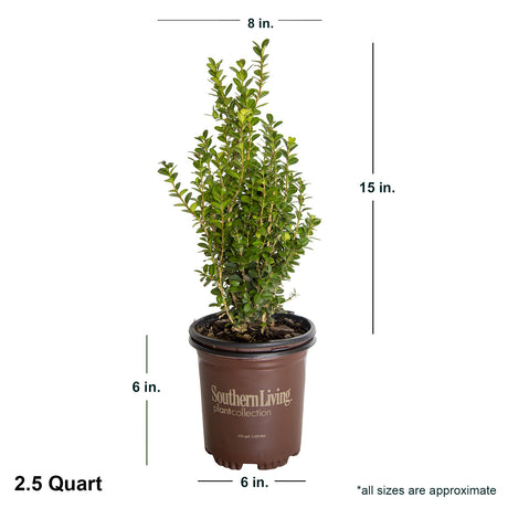 2.5 Quart Winterstar Boxwood in brown southern living container showing shipped dimensions. Ships at approx 15 inches tall by 8 inches wide