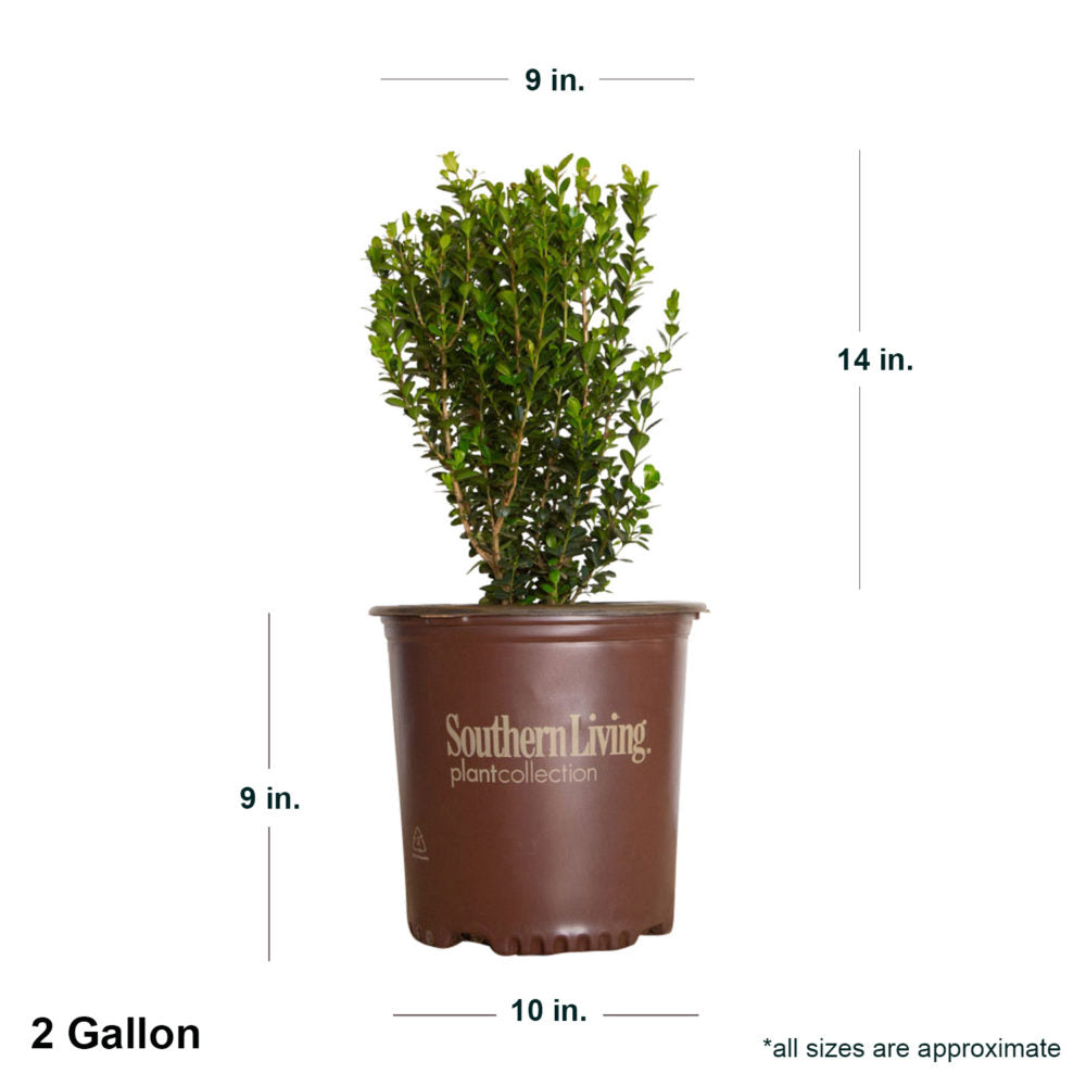 2 Gallon Boxwood Winterstar in brown Southern Living container showing shipped dimensions. Ships at approx 14 inches tall by 9 inches wide