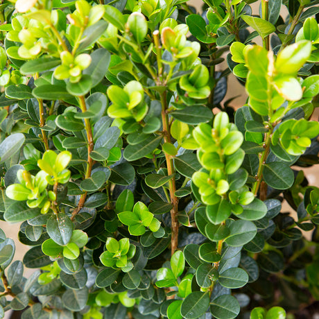 Boxwood Winterstar foliage, new bright green leaves and older darker green leaves