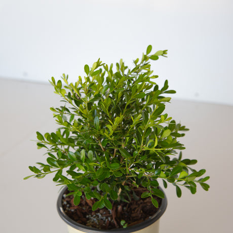 Closeup of foliage on the skylight better boxwood shrub